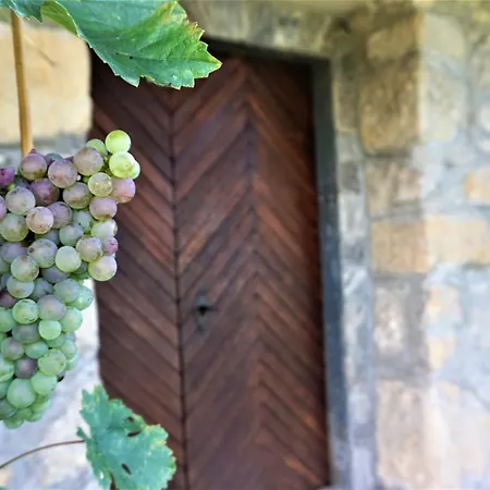 Дом отдыха Vineyard Zajc