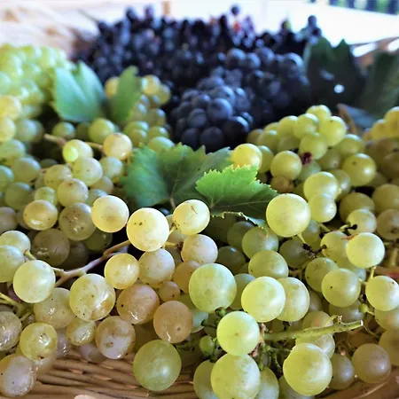 Vineyard Zajc Дом отдыха *